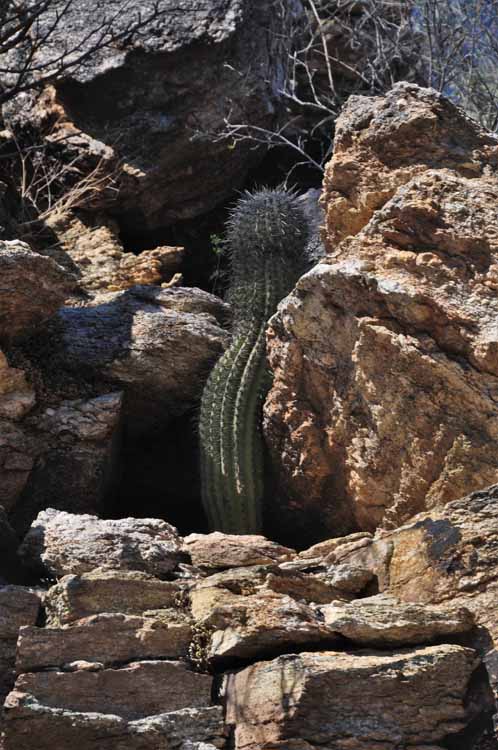 cactus in rock